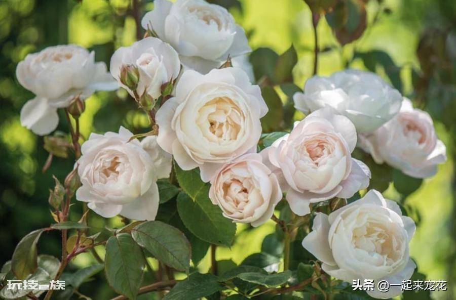 国际十大月季强香排行(香味浓郁的10款月季花盘点)-图片2
